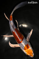 9.75" BENI KIKOKURYU BUTTERFLY