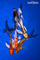 PACK OF (5) 5-6" BUTTERFLY KOI