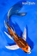 5.5" GINRIN KUJAKU BUTTERFLY