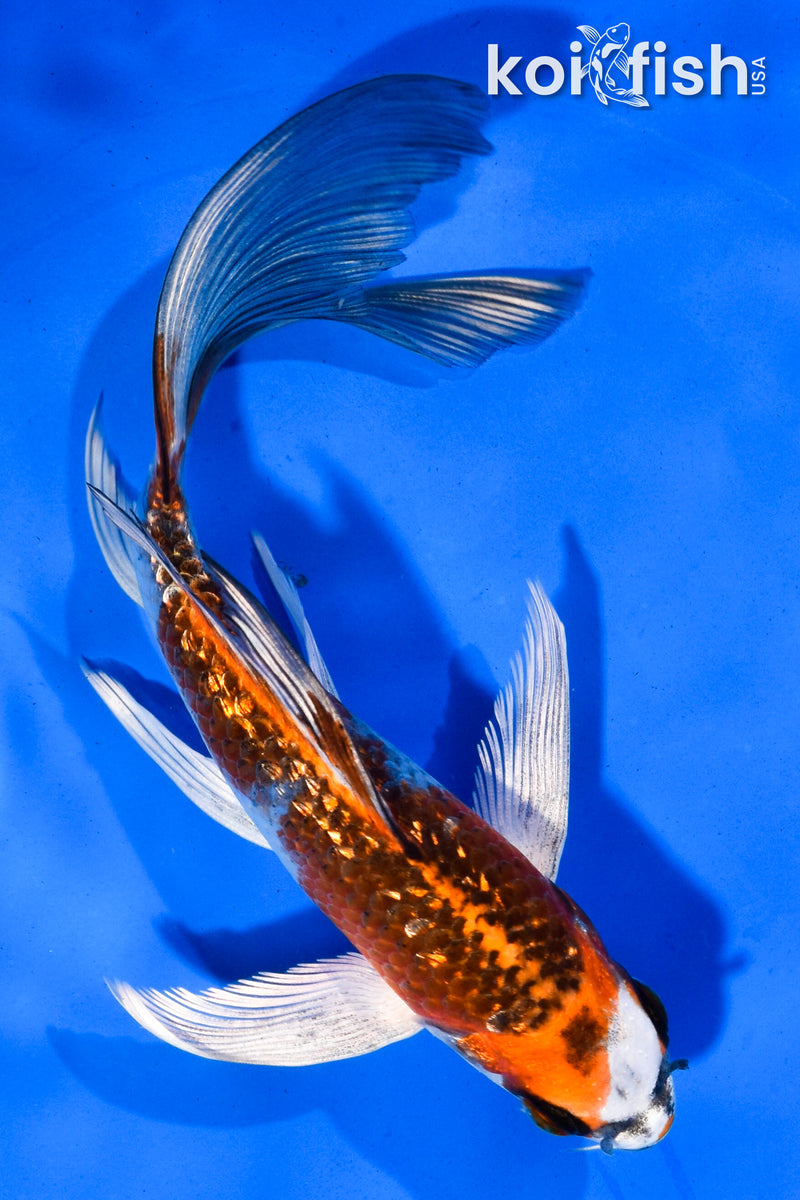 5.5" GINRIN KUJAKU BUTTERFLY