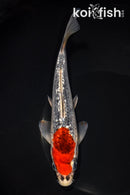 8.25" GINRIN GOSHIKI