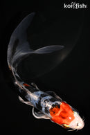 5.75" HEISEI NISHIKI BUTTERFLY