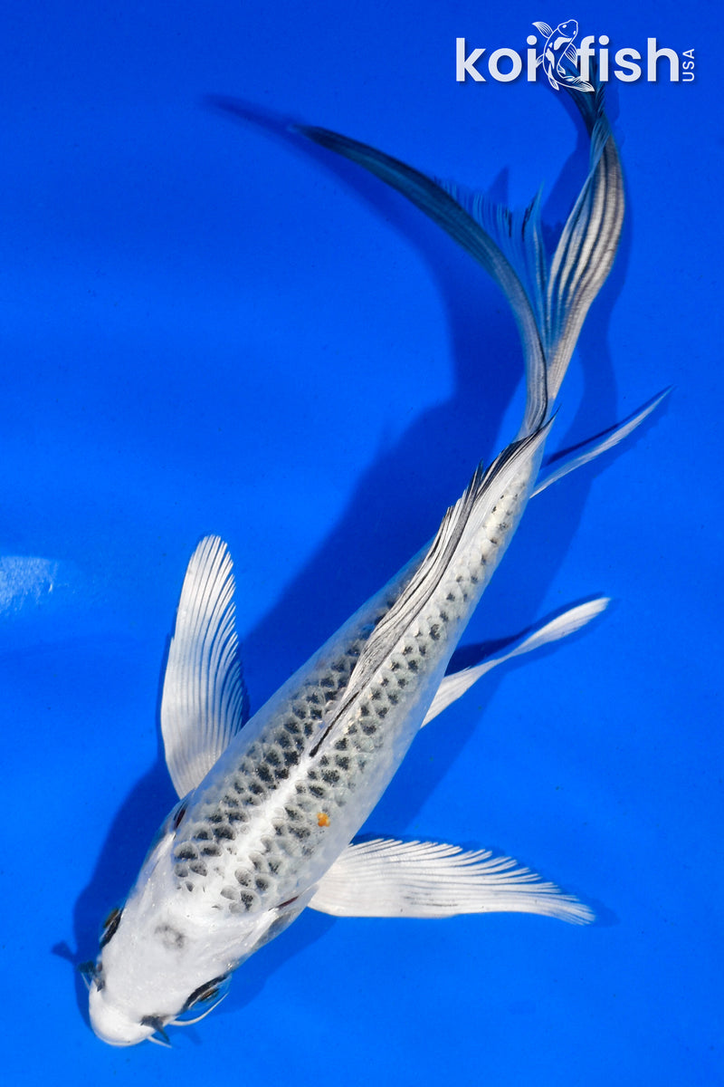 6" GIN MATSUBA BUTTERFLY