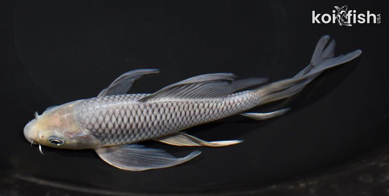 7.5" SORAGOI BUTTERFLY