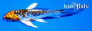 4" BENI KIKOKURYU BUTTERFLY