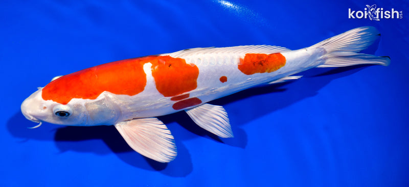 12.75" HEISEI NISHIKI