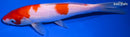 8.25" KOHAKU
