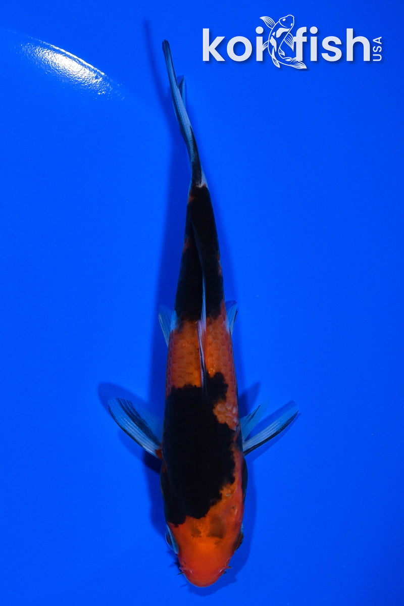 5.5" AKA SANKE