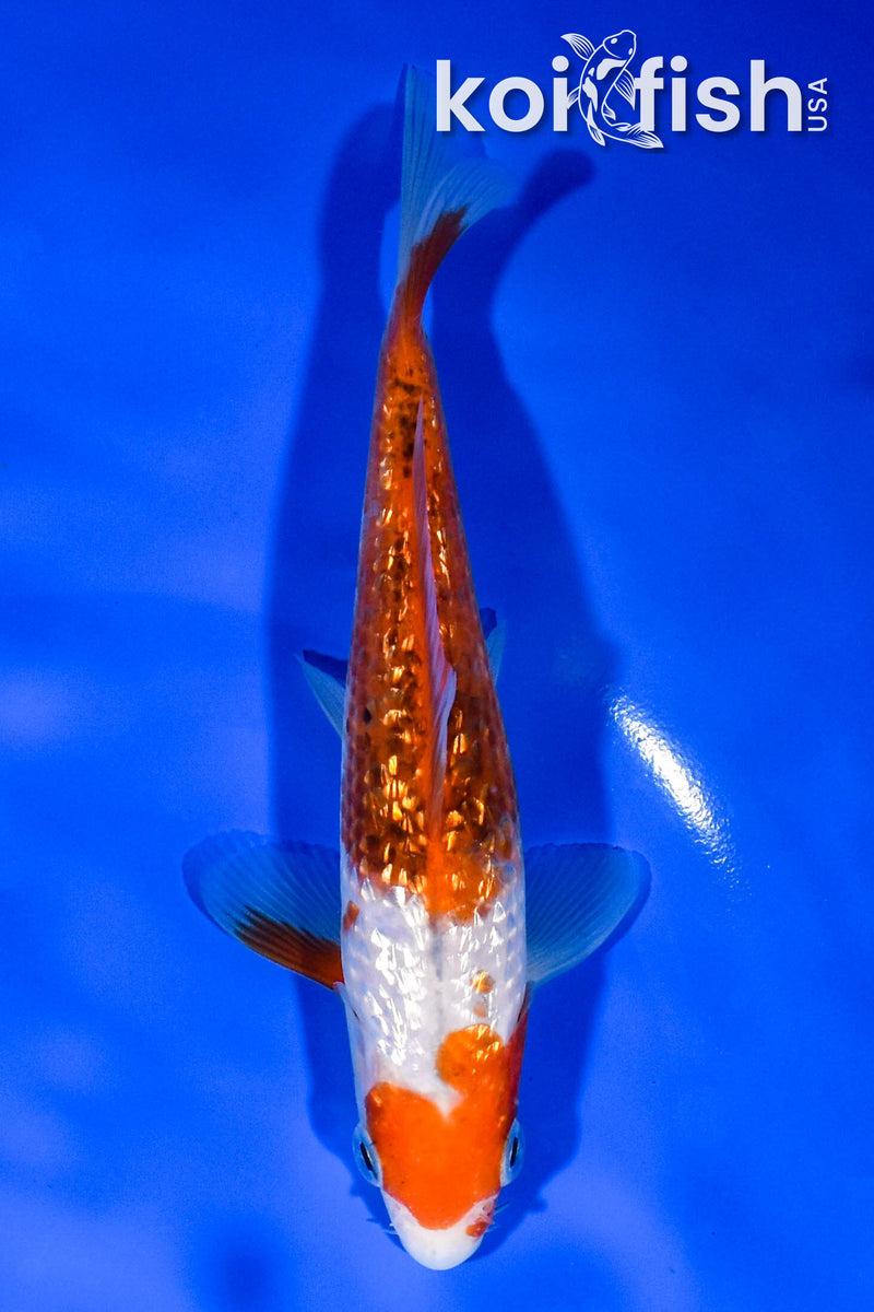 6.25" GINRIN GOROMO