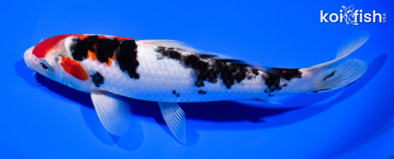 8.25" SANKE
