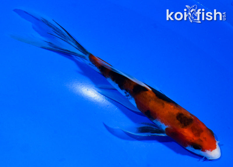 5.5" AKA SANKE BUTTERFLY