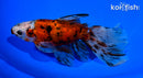 7" CALICO WATONAI GOLDFISH