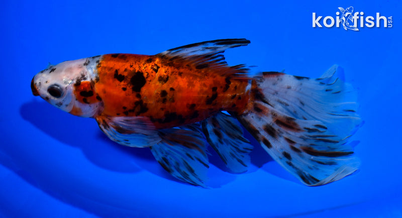 7" CALICO WATONAI GOLDFISH
