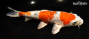 9.5" GINRIN YAMATO NISHIKI
