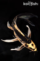10" KIN KIKOKURYU BUTTERFLY