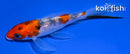 4.25" SANKE BUTTERFLY
