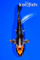 6" BENI GINGA