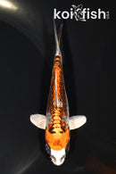 4.75" GINRIN ARAGOKE BENI KIKOKURYU