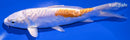 6.75" KIKUSUI