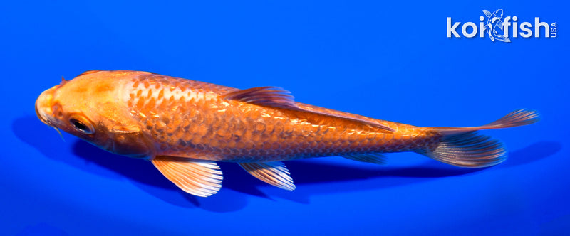 5.25" GINRIN ORENJI OGON