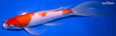 9.5" KOHAKU BUTTERFLY