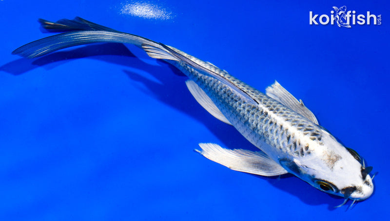 6" GIN MATSUBA BUTTERFLY