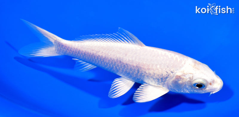 5.75" PLATINUM OGON