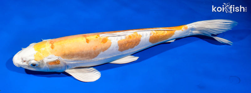 15.5" KIKUSUI