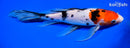 9.25" SANKE BUTTERFLY