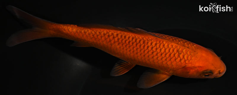 6.25" CHAGOI