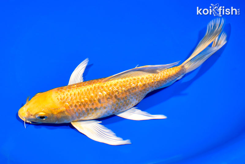 8.5" GINRIN HARIWAKE BUTTERFLY