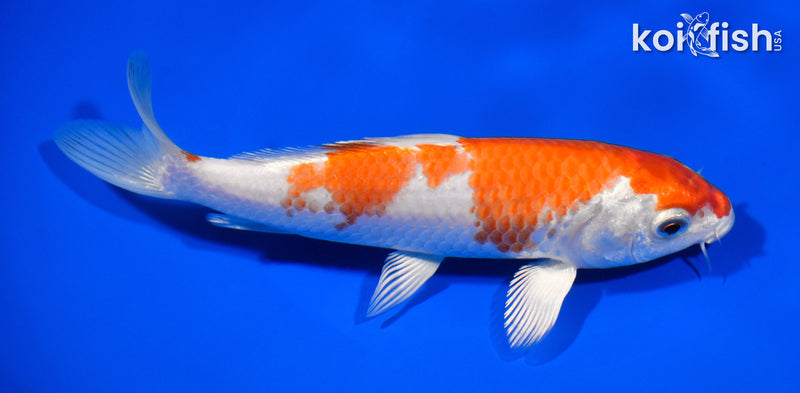 6.5" HARIWAKE