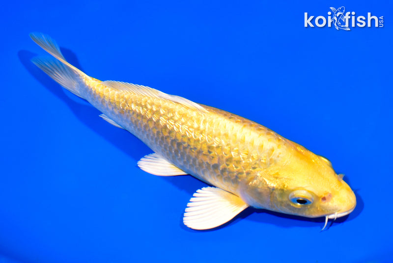7.25" GINRIN YAMABUKI OGON