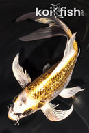 8.25" GINRIN KKUJAKU BUTTERFLY