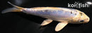 6" KIKOKURYU
