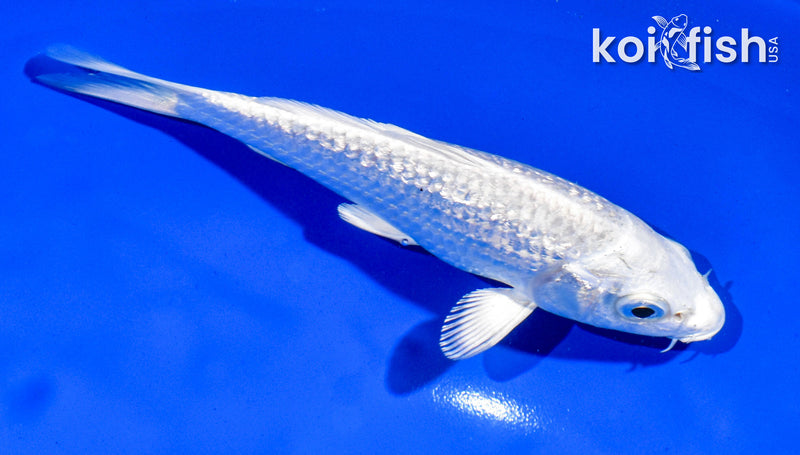 5" GINRIN PLATINUM OGON