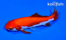 5" WAKIN GOLDFISH
