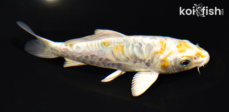 5.25" ARAGOKE HEISEI NISHIKI