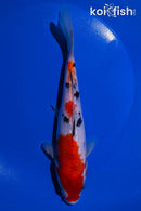 8.25" SANKE