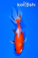 4.75" WAKIN GOLDFISH