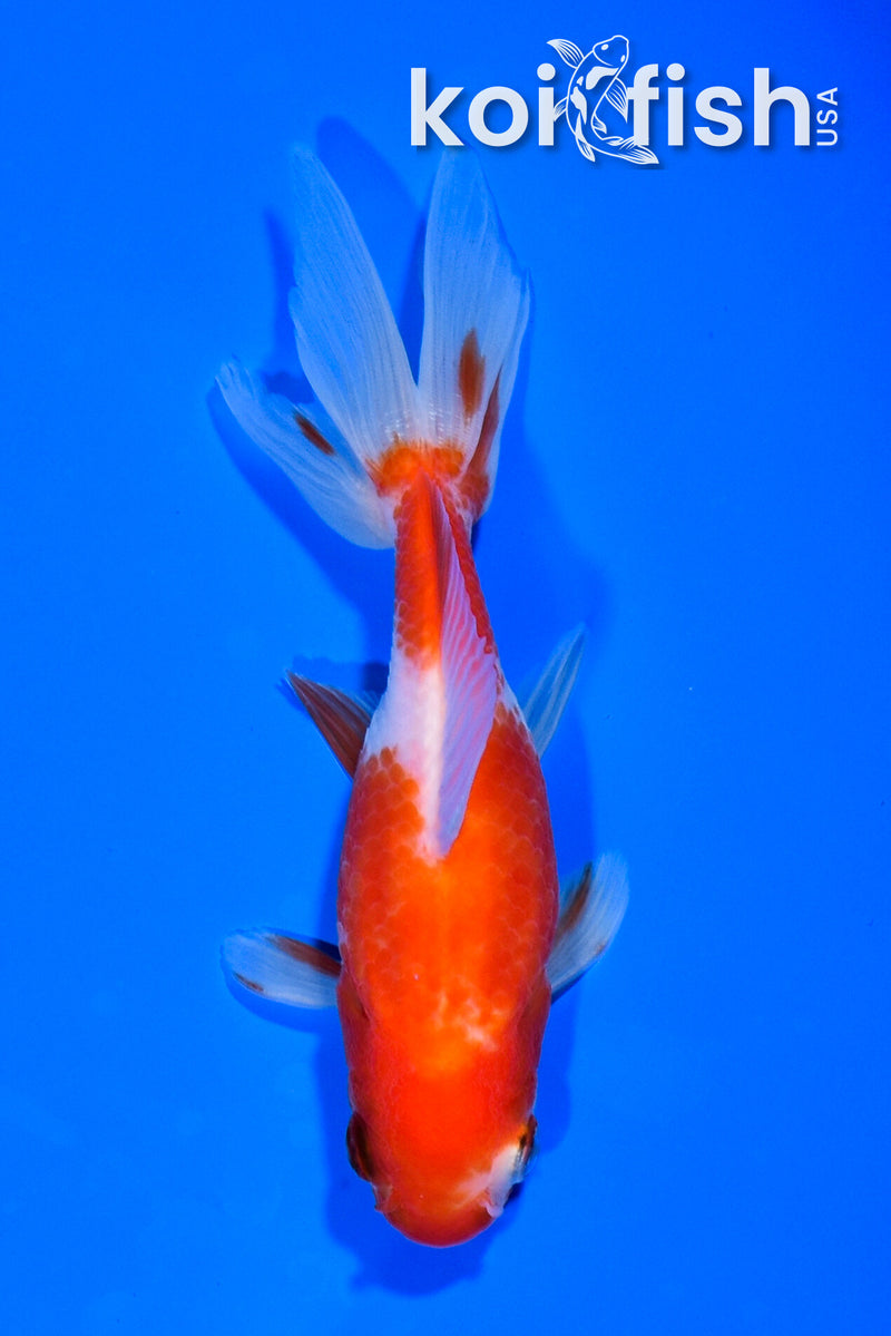 4.75" WAKIN GOLDFISH