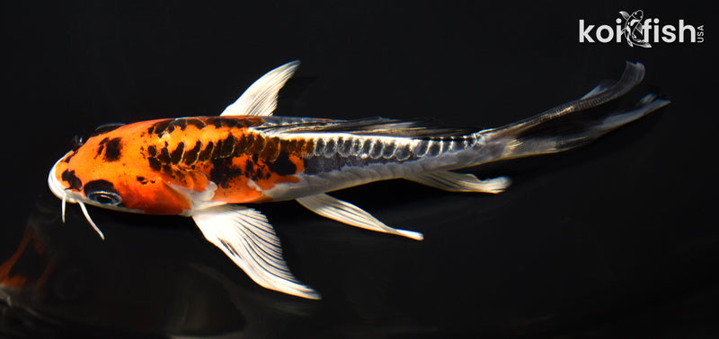 6.5" BENI KIKOKURYU BUTTERFLY