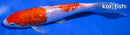 7.75" GINRIN KOHAKU
