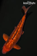 11.25" GINRIN CHAGOI