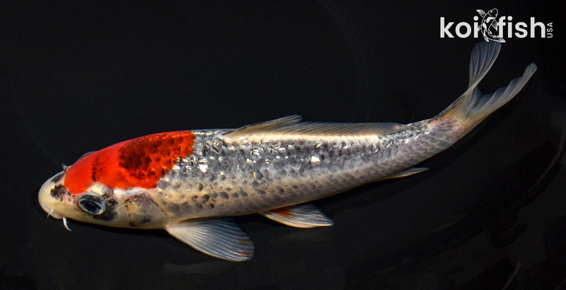 8.25" GINRIN GOSHIKI