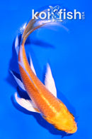 4" ORENJI OGON BUTTERFLY