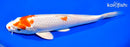 8.25" HARIWAKE
