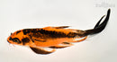8.5" BENI KIKOKURYU BUTTERFLY
