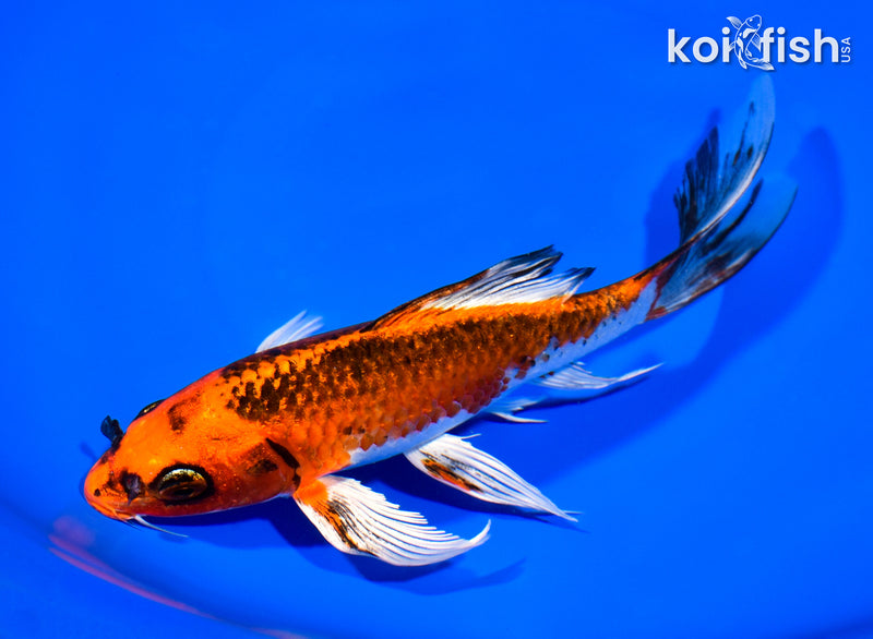8" KUJAKU BUTTERFLY