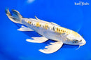 10.75" KIN KIKOKKURYU BUTTERFLY